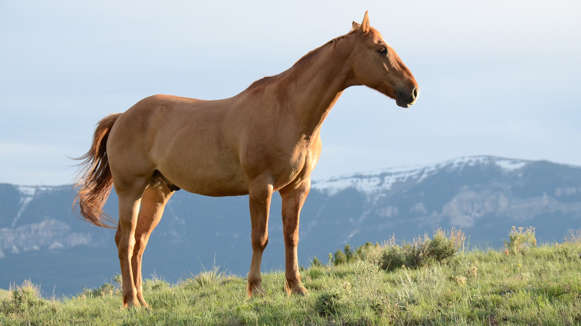 Før du køber en hest – hvad skal du overveje?