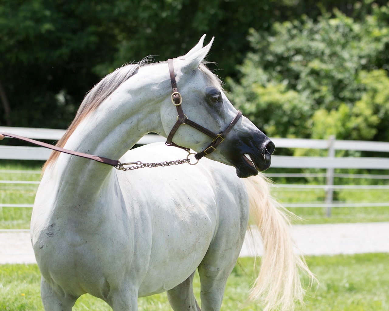 Hvilke ting skal man overveje, når man køber en hest?